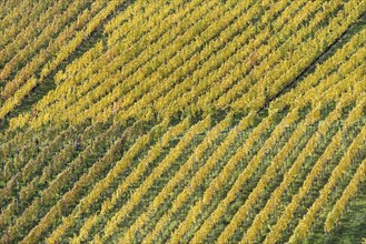 Vineyards in autumn, Rotenberg, Stuttgart, Baden-Württemberg, Germany, Europe