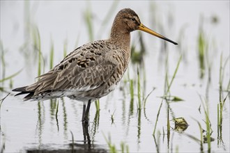 Black-tailed Godwit (Limosa limosa), Lower Saxony, Germany, Europe