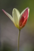 Wild tulip, floral emblem (Tulipa clusiana), Emsland, Lower Saxony, Germany, Europe