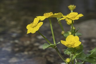 Marsh marigold (Caltha palustris), Emsland, Lower Saxony, Germany, Europe