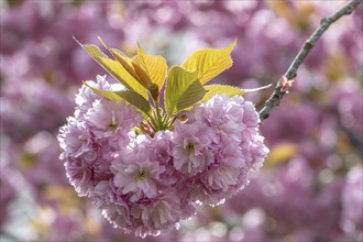 Japanese flowering cherry (Prunus serrulata Kanzan), Emsland, Lower Saxony, Germany, Europe