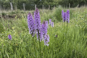 Southern marsh orchid (Dactylorhiza praetermissa), Emsland, Lower Saxony, Germany, Europe