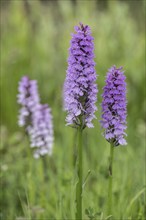 Southern marsh orchid (Dactylorhiza praetermissa), Emsland, Lower Saxony, Germany, Europe