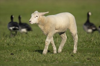 Lamb on the dyke, barnacle geese in the background, Hauke-Haien-Koog, North Frisia,