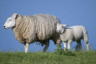 Ewe with lamb on the dyke, Hauke-Haien-Koog, North Frisia, Schleswig-Holstein, Germany, Europe