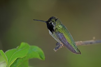 Costacolibri, (Calypte costae), adult, male, in perch, Sonora Desert, Arizona, North America, USA,