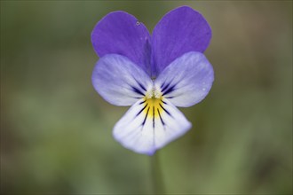 Heartsease (Viola tricolor), Emsland, Lower Saxony, Germany, Europe