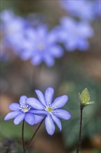 Liverwort (Hepatica nobilis), North Rhine-Westphalia, Germany, Europe