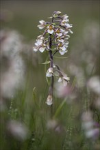 Marsh helleborine (Epipactis palustris), Emsland, Lower Saxony, Germany, Europe