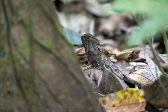 Smooth helmeted iguana (Corytophanes cristatus) sitting in the foliage, Carara National Park,