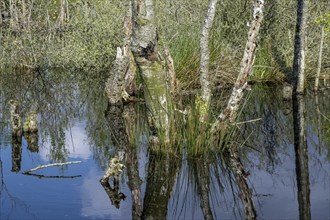 Moorland, rewetting, dead birch trees (Betula pendula), Emsland, Lower Saxony, Germany, Europe