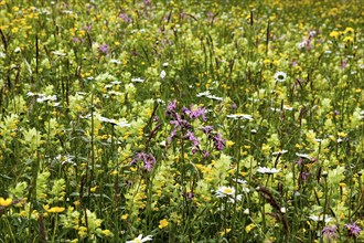 Meadow with wildflowers, near Oberstaufen, Oberallgäu, Bavaria, Germany, Europe