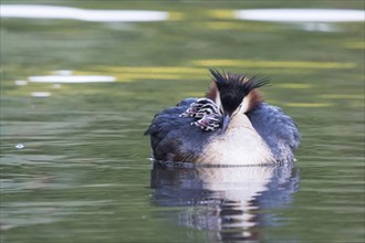 Great Crested Grebe (Podiceps scalloped ribbonfish) with chicks on its back swimming in calm, green