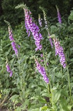 Foxglove (Digitalis purpurea), Emsland, Lower Saxony, Germany, Europe