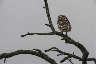 Little owl (Athene noctua), Emsland, Lower Saxony, Germany, Europe