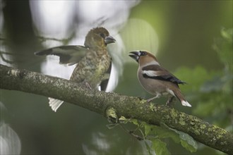 Hawfinch (Coccothraustes coccothraustes), adult bird feeding young, Emsland, Lower Saxony, Germany,