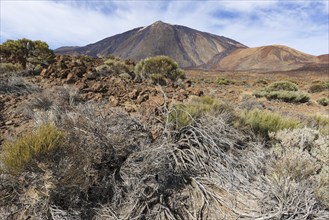 El Teide National Park, behind it the Pico del Teide, 3715m, World Heritage Site, Tenerife, Canary