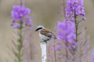 Red-backed shrike (Lanius collurio), Emsland, Lower Saxony, Germany, Europe