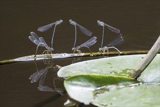 Azure damselflies (Coenagrion puella) laying eggs, Emsland, Lower Saxony, Germany, Europe