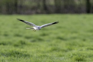 Hen harrier (Circus cyaneus), Emsland, Lower Saxony, Germany, Europe