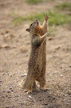 California Ground Squirrel (Citellus beecheyi), adult, begging for food, Monterey, California, USA,