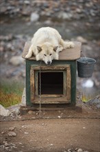 White sled dog lying chained on a doghouse, Inuit settlement Ittoqqortoormiit, Scoresbysund or