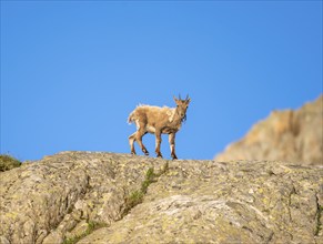 Alpine ibex (Capra ibex), young animal on a rock in front of a blue sky, in the morning light, Mont