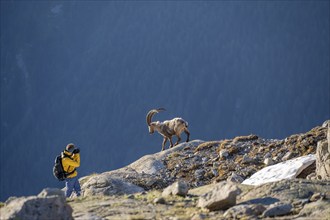 Wildlife photographer at work, photographing Alpine ibex (Capra ibex), walking on a rock, in the