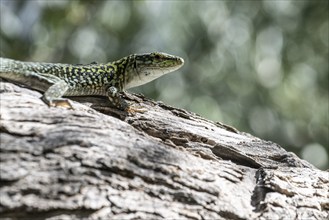 Sicilian wall lizard (Podarcis waglerianus), Sicily, Italy, Europe