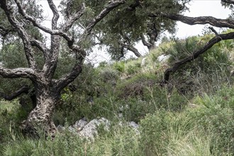 Cork oak (Quercus suber), Sicily, Italy, Europe