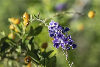 Pigeonberry (Duranta erecta), Sicily, Italy, Europe