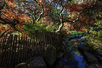 Fan maple (Acer palmatum), picket fence, autumn colours, stream, Japanese Garden, Zoological City