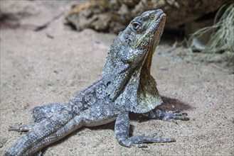 Collar lizard (Chlamydosaurus kingii), captive, Germany, Europe