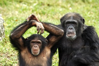 Chimpanzee (Pan troglodytes), adult, female, juvenile, portrait