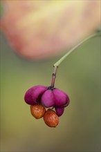 Peacock, spindle bush (Euonymus europaeus), fruit stand, Emsland, Lower Saxony, Germany, Europe