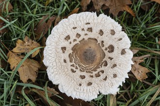 Large umbrella mushroom, Parasol (Macrolepiota procera), Emsland, Lower Saxony, Germany, Europe