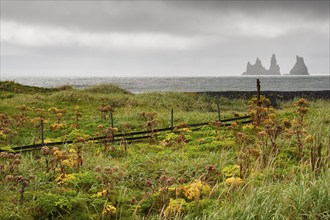 Beach with beach grass and angelica, wooden fence, rainy atmosphere, rock group Reynisdrangar near