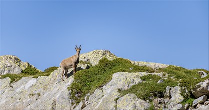 Alpine ibex (Capra ibex), on a rock, Aiguille Rouges, Chamonix, France, Europe