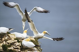 Northern Gannet, Morus bassanus, bird in flight over sea, Bempton Cliffs, North Yorkshire, England,