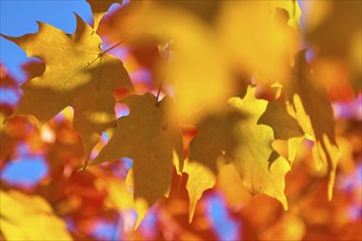 Maple (Acer), in front of a bright blue sky in autumn, New Hampshire, New England, USA, North