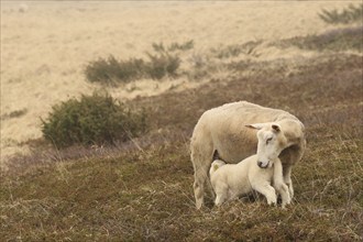 Sheep suckling lambs in the tundra, Lapland, Northern Norway, Norway, Scandinavia, Europe