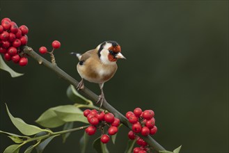 European goldfinch (Carduelis carduelis) adult bird on a Holly tree branch with red berries in the