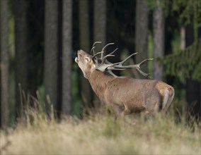 Red deer (Cervus elaphus) standing in a forest meadow and roaring, captive, Germany, Europe