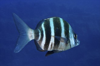 Close-up of a striped fish, zebra bream (Diplodus cervinus cervinus), swimming in the deep blue