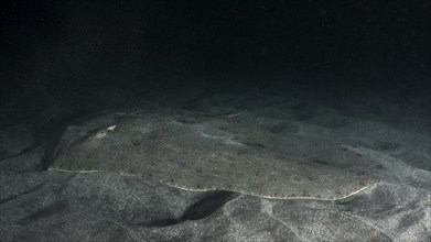 Butterfly ray (Gymnura altavela) rests camouflaged on the sandy seabed in dark surroundings. Dive