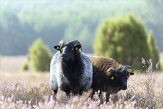 Heidschnucken (Ovis aries) in the blooming heathland, Südheide Nature Park, Lüneburg Heath, Lower