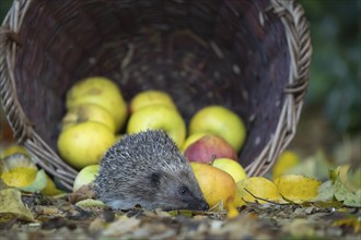 European hedgehog (Erinaceus europaeus) adult animal on fallen autumn leaves on a garden lawn in