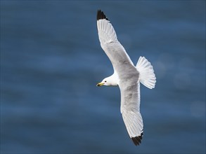 Black-legged Kittiwake, Rissa tridactyla, bird in flight over sea, Bempton Cliffs, North Yorkshire,