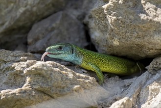 European green lizard (Lacerta viridis) looks out of its cave, lambing. Austria, Lower Austria