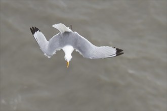 Kittiwake (Rissa tridactyla) adult bird calling in flight over the sea in the summer, Yorkshire,